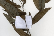 <strong>Rubiaceae - Polysphaeria - Polysphaeria arbuscula K.Schum.</strong><br />© hnb