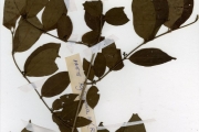 <strong>Rubiaceae - Rytigynia - Rytigynia nigerica (S.Moore) Robyns</strong><br />© hnb