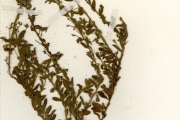 <strong>Convolvulaceae - Evolvulus - Evolvulus alsinoides (L.) L.</strong><br />© hnb