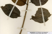 <strong>Rubiaceae - Sarcocephalus - Sarcocephalus latifolius (Sm.) Bruce</strong><br />© hnb
