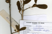 <strong>Sapotaceae - Pouteria - Pouteria alnifolia (Baker) Roberty</strong><br />© hnb