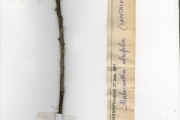 <strong>Sapotaceae - Pouteria - Pouteria alnifolia (Baker) Roberty</strong><br />© hnb