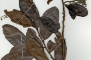 <strong>Chrysobalanaceae - Maranthes - Maranthes polyandra (Benth.) Prance</strong><br />© hnb