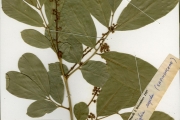 <strong>Sapindaceae - Blighia - Blighia sapida K.D.Koenig</strong><br />© hnb