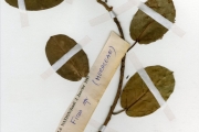 <strong>Moraceae - Ficus - Ficus glumosa Delile</strong><br />© hnb
