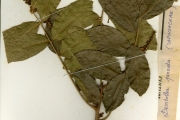 <strong>Sapindaceae - Deinbollia - Deinbollia pinnata (Poir.) Schumach. & Thonn.</strong><br />© hnb