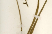 <strong>Hyacinthaceae - Dipcadi - Dipcadi viride (L.) Moench.</strong><br />© hnb