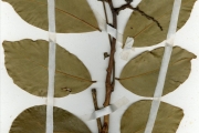 <strong>Leguminosae-Caesalpinioideae - Afzelia - Afzelia africana Sm.</strong><br />© hnb