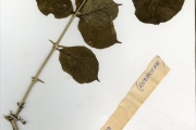<strong>Rubiaceae - Vangueriella - Vangueriella spinosa (Schumach. & Thonn.) Verdc.</strong><br />© hnb