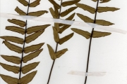 <strong>Pteridaceae - Adiantum - Adiantum lunulatum Burm.f.</strong><br />© hnb