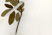 <strong>Moraceae - Ficus - Ficus thonningii Blume</strong><br />© hnb