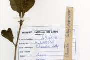 <strong>Rubiaceae - Chassalia - Chassalia kolly (Schumach.) Hepper</strong><br />© hnb