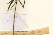 <strong>Asclepiadaceae - Ceropegia - Ceropegia ledermannii Schltr.</strong><br />© hnb