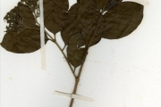 <strong>Rubiaceae - Crossopteryx - Crossopteryx febrifuga (Afzel. ex G.Don) Benth.</strong><br />© hnb