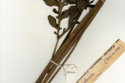 <strong>Taccaceae - Tacca - Tacca leontopetaloides (L.) Kuntze</strong><br />© hnb