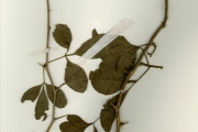 <strong>Rutaceae - Afraegle - Afraegle paniculata (Schumach. & Thonn.) Engl.</strong><br />© hnb