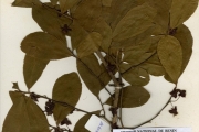 <strong>Ochnaceae - Ochna - Ochna afzelii R.Br. ex Oliv.</strong><br />© hnb