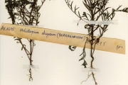 <strong>Boraginaceae - Euploca - Euploca strigosa (Willd.) Diana & Hilger</strong><br />© hnb