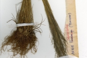 <strong>Poaceae - Sporobolus - Sporobolus pyramidalis P.Beauv.</strong><br />© hnb