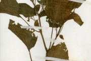 <strong>Solanaceae - Physalis - Physalis pubescens L.</strong><br />© hnb