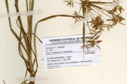 <strong>Cyperaceae - Cyperus - Cyperus fenzelianus Steud.</strong><br />© hnb