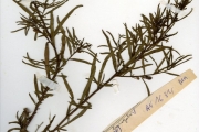 <strong>Onagraceae - Ludwigia - Ludwigia octovalvis (Jacq.) P.H.Raven subsp. brevisepala (Brenan) P.H.Raven</strong><br />© hnb
