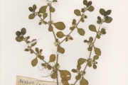 <strong>Amaranthaceae - Alternanthera - Alternanthera pungens Kunth</strong><br />© hnb