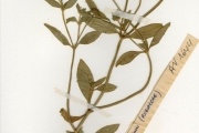 <strong>Rubiaceae - Richardia - Richardia scabra L.</strong><br />© hnb