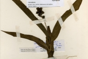 <strong>Anthericaceae - Chlorophytum - Chlorophytum blepharophyllum Schweinf. ex Baker</strong><br />© hnb
