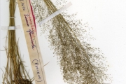 <strong>Poaceae - Panicum - Panicum fluviicola Steud.</strong><br />© hnb