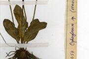<strong>Ophioglossaceae - Ophioglossum - Ophioglossum costatum R.Br.</strong><br />© hnb