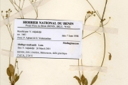 <strong>Molluginaceae - Mollugo - Mollugo nudicaulis Lam.</strong><br />© hnb