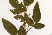 <strong>Leguminosae-Papilionoideae - Desmodium - Desmodium tortuosum (Sw.) DC.</strong><br />© hnb