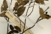 <strong>Annonaceae - Xylopia - Xylopia longipetala De Wild. & T.Durand</strong><br />© hnb