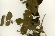 <strong>Verbenaceae - Vitex - Vitex chrysocarpa Planch.</strong><br />© hnb