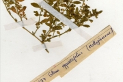 <strong>Molluginaceae - Glinus - Glinus oppositifolius (L.) Aug.DC.</strong><br />© hnb