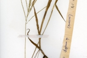 <strong>Poaceae - Digitaria - Digitaria debilis (Desf.) Willd.</strong><br />© hnb