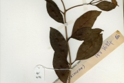 <strong>Myrtaceae - Syzygium - Syzygium guineense (Willd.) DC. var. guineense</strong><br />© hnb