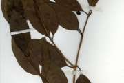 <strong>Myrtaceae - Syzygium - Syzygium guineense (Willd.) DC. var. guineense</strong><br />© hnb