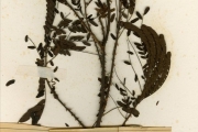 <strong>Leguminosae-Mimosoideae - Adenopodia - Adenopodia scelerata (A.Chev.) Brenan</strong><br />© hnb