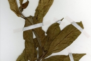 <strong>Moraceae - Ficus - Ficus dicranostyla Mildbr.</strong><br />© hnb