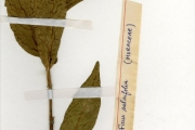 <strong>Moraceae - Ficus - Ficus dicranostyla Mildbr.</strong><br />© hnb