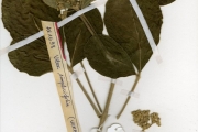 <strong>Verbenaceae - Vitex - Vitex madiensis Oliv. subsp. madiensis</strong><br />© hnb