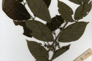 <strong>Rubiaceae - Vangueriella - Vangueriella nigerica (Robyns) Verdc.</strong><br />© hnb