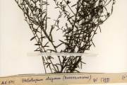 <strong>Boraginaceae - Euploca - Euploca strigosa (Willd.) Diana & Hilger</strong><br />© hnb