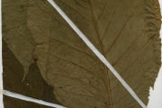 <strong>Rubiaceae - Oxyanthus - Oxyanthus unilocularis Hiern</strong><br />© hnb