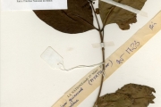 <strong>Myrtaceae - Syzygium - Syzygium guineense (Willd.) DC. subsp. guineense</strong><br />© hnb
