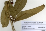 <strong>Oleaceae - Chionanthus - Chionanthus niloticus (Oliv.) Stearn</strong><br />© hnb