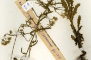 <strong>Asteraceae - Conyza - Conyza aegyptiaca (L.) Aiton</strong><br />© hnb