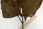<strong>Rubiaceae - Psychotria - Psychotria vogeliana Benth.</strong><br />© hnb